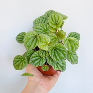 Peperomia Mint - Caperata - Ripple Peperomia - Easy Plants - Live Houseplant in 4” Pot