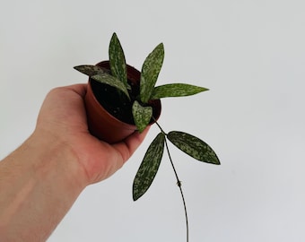 Hoya Sigillatis IML 1601 - Splashy Hoya - Trailing Plant - Live Houseplant in 3” Pot