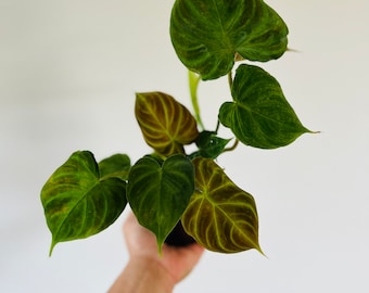 Philodendron Verrucosum - Velvet Aroid - Live Plant in 3” or 4” Pot