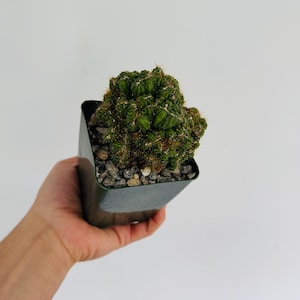 May include: A green cactus plant in a dark green square pot. The cactus has a clustered, textured appearance and is covered in small, light-colored spines. The pot is filled with small gray pebbles. The plant is held against a white background.
