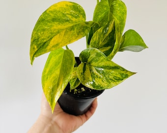 Pothos Robin - Teruno Pothos - Japanese Pothos - Terunoworld Collection -  Tropical Houseplant - 4” Pot - LIMIT: One Per Customer
