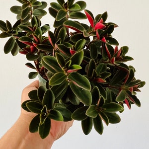 May include: A Peperomia plant with dark green leaves and red edges. The plant is held in a clear plastic pot against a white background. The leaves are oval-shaped and arranged in a rosette pattern.