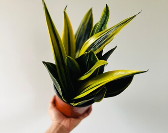 Sansevieria Golden Flame - Whitney - Rare Snake Plant - Air Purifying - Live Plant in 4” or 6” Pot