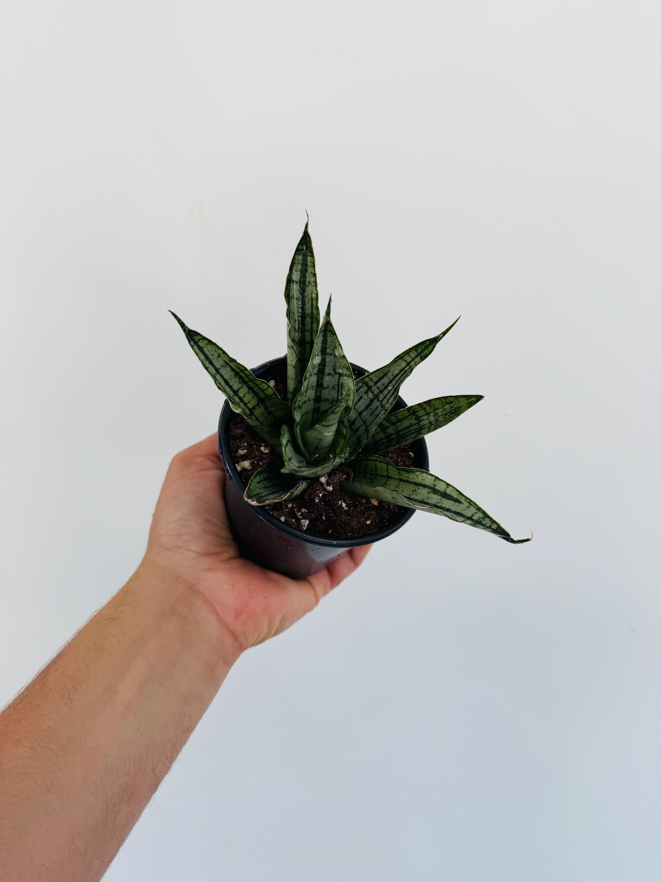 Silver Python Plant Sansevieria White Cordova - Silver Snake Plant - Live Plant in 4” Pot ...