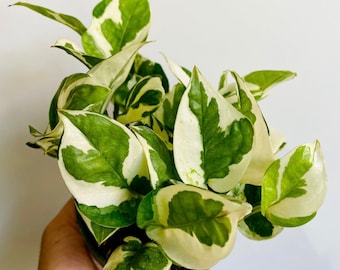 Pothos N’Joy - Epipremnum aureum 'Njoy' - Devil’s Ivy - Multiple Sizes