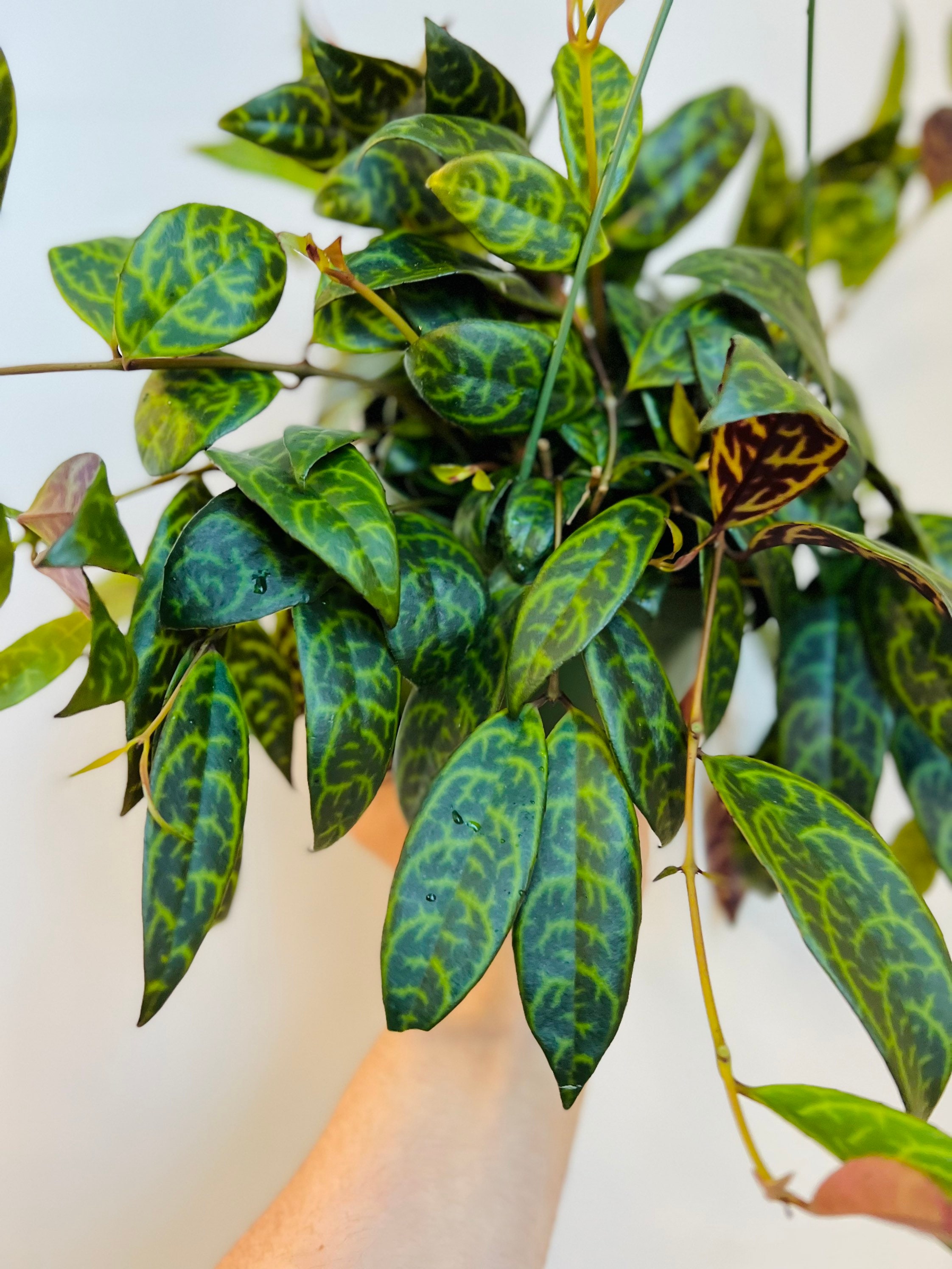 Zebra Vine Aeschynanthus Longicaulis Tropical Plant 6 Etsy