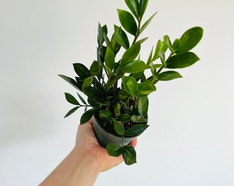 ZZ Dwarf Leaf - Easy plant- Low light plant-Zamioculcas Zamiifolia - Live Plant in 4” Pot