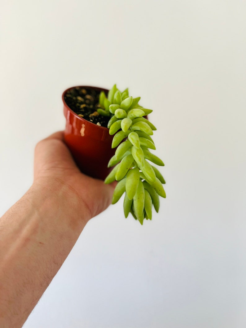 BrumleyandBloom Donkey Tail Sedum Morganianum - Thumbnail 4