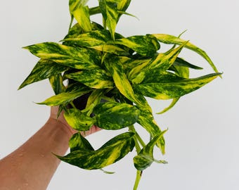 Pothos Hot Needle - Epipremnum aureum ‘Hot Needle’ – Mother Plants - Rare Narrow Leaf Pothos – Easy Care Indoor Plant