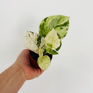 May include: A small potted plant with variegated green and white leaves. The leaves display a mix of patterns, including speckled and marbled designs. The plant is in a brown plastic pot, and the background is plain white.