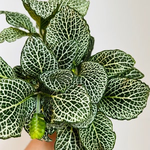 Fittonia White &#39;Large Leaf&#39; - Nerve Plant - Easy Plants - Beginner Plant - Live Houseplant in 4” Pot