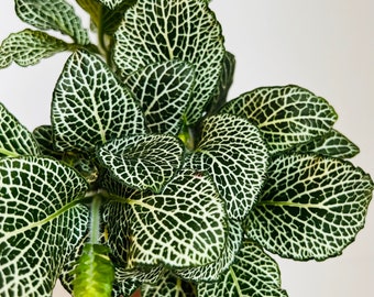 Fittonia Snow White - Nerve Plant - Easy Plants - Beginner Plant - Live Houseplant in 4” Pot
