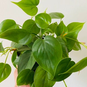 May include: A close-up of a green heart-shaped leaf plant. The plant has many leaves and is being held in a hand.