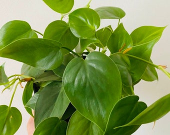 Philodendron Hederaceum - Heartleaf Philodendron - Available in Multiple Sizes