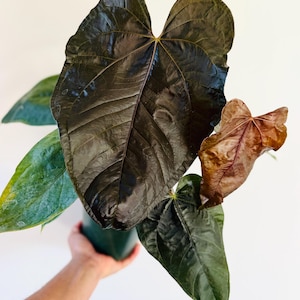 Anthurium Queen of Hearts- Very Large - Rare Anthurium - Rare Aroids - Live Houseplant in 6” Pot