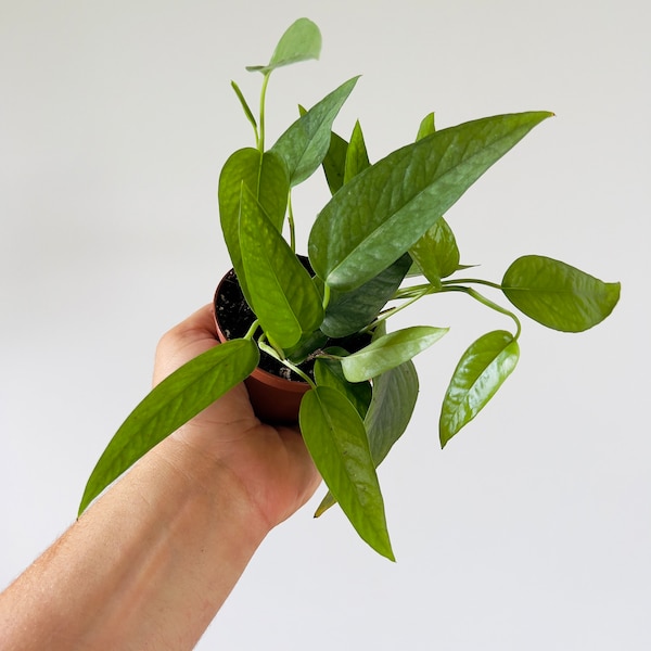 Pothos Cebu Blue - Epipremnum aureum - Tropical Houseplant - 3” Rare Pothos