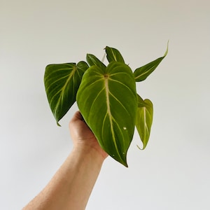 Philodendron Gloriosum Pink Vein - Velvet Big Leaf Philodendron - Rare Aroid - Available in 4” Pots