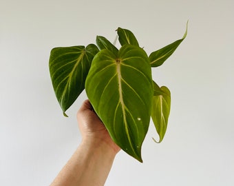 May include: A Philodendron gloriosum plant featuring large, heart-shaped, velvety green leaves with prominent, light-colored veins running from the center to the edges. The foliage displays a deep green hue with a soft, matte texture throughout.