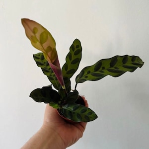 Calathea Lancifolia - Rattlesnake Calathea - Starter Plant - Live Houseplant in 3” Pot