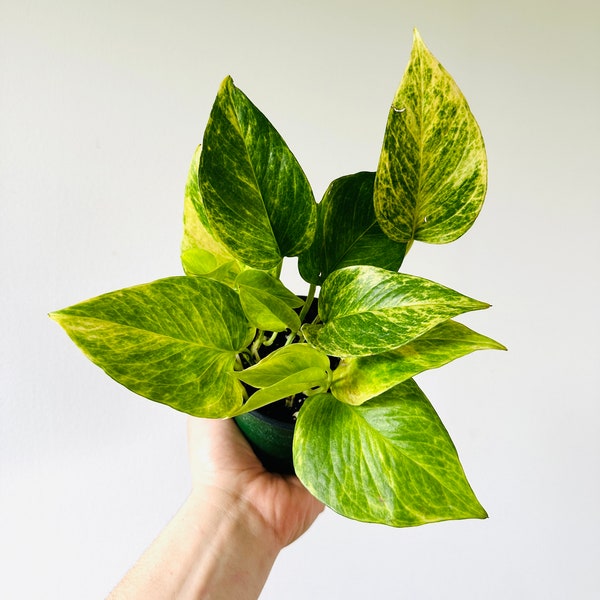 Pothos Neon Queen - New Cultivar - Beginner Plant - Rare Pothos - Live Houseplant in 4” Pot