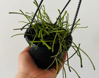 Hoya Retusa - Grass Leafed Hoya - Live Plant in Multiple Sizes