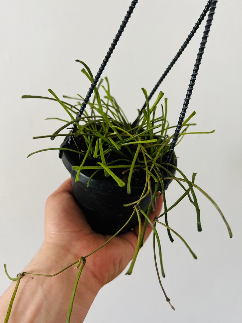 BrumleyandBloom Hoya Retusa - Thumbnail 4