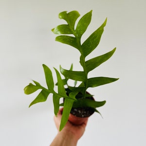 May include: A vibrant green plant with unique, jagged leaves, held in a small brown pot. The plant's leaves have a distinctive shape, with multiple lobes and a textured surface. The plant is set against a plain white background.