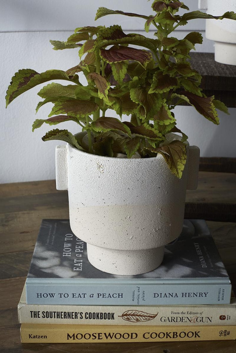 Puede incluir: Una planta de coleo con hojas verdes y burdeos en una maceta de cer&aacute;mica de dos tonos. La maceta es blanca en la parte superior y beige en la inferior, con un acabado texturizado. Se encuentra sobre una pila de libros, incluyendo "How to Eat a Peach".