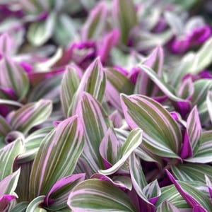 May include: Close-up of a Tradescantia plant with vibrant colors. The leaves are a mix of green, white, and pink, creating a striking visual contrast. The plant's leaves have a striped pattern, and the overall texture is smooth.