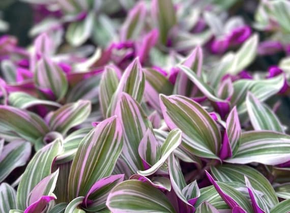 Bubblegum Wandering Dude - Tradescantia Blossfeldiana Variegata - Rare -  Live Houseplant in 3 or 4 Pot - Etsy
