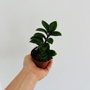 ZZ Zenzi - Dwarf ZZ Plant - Easy plant- Low light plant- Zamia Zenzi - Live Plant in 3” Pot