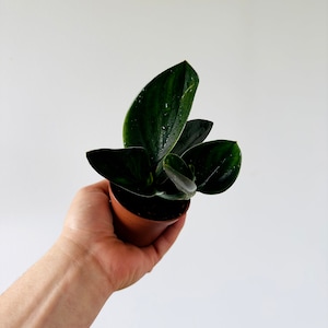 Scindapsus Treubii Dark Form - Rare Scindapsus - Live Houseplant in 3” Pot