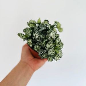 May include: A small potted plant with green and white patterned leaves. The plant is held in a brown pot against a white background. The leaves have a striking, contrasting pattern.