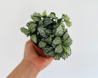 Fittonia Lovers - Nerve Plant - Easy Plants - Beginner Plant - Live Houseplant in 4” Pot