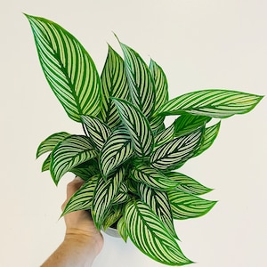 Calathea Vittata - Brushstroke Plant - Tropical Houseplant