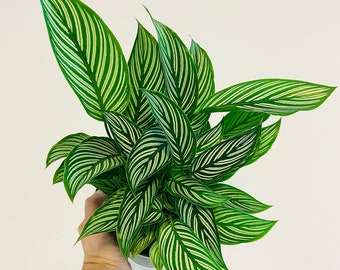 Calathea Vittata - Brushstroke Plant - Tropical Houseplant