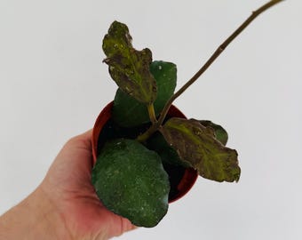 Hoya Waymaniae IML 1756 - Rare Hoya - Red Sunstressing Hoya - Turtle Hoya - Live Houseplant in 4" Pot