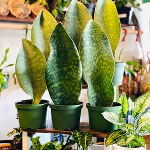 Whalefin - Sansevieria Masoniana  - Whale Fin Plant - Very Large - Over 1 Foot Tall - Live Plant in 6” Pot