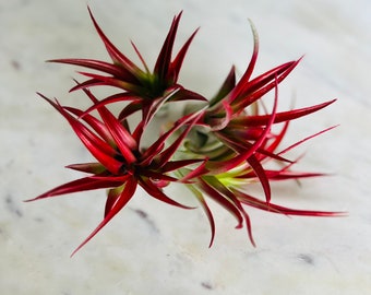 Blood Red Airplant - Tillandsia Ionantha - Airplant Collection - Available in Multiple Quantities