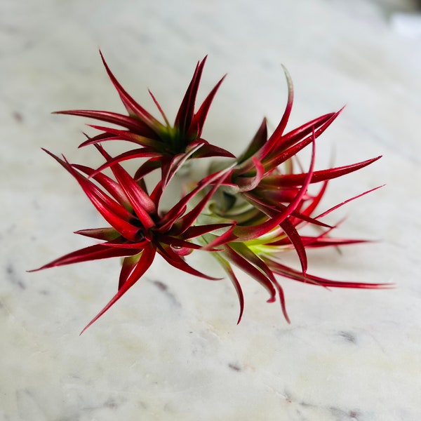 Blood Red Airplant - Tillandsia Ionantha - Airplant Collection - Available in Multiple Quantities