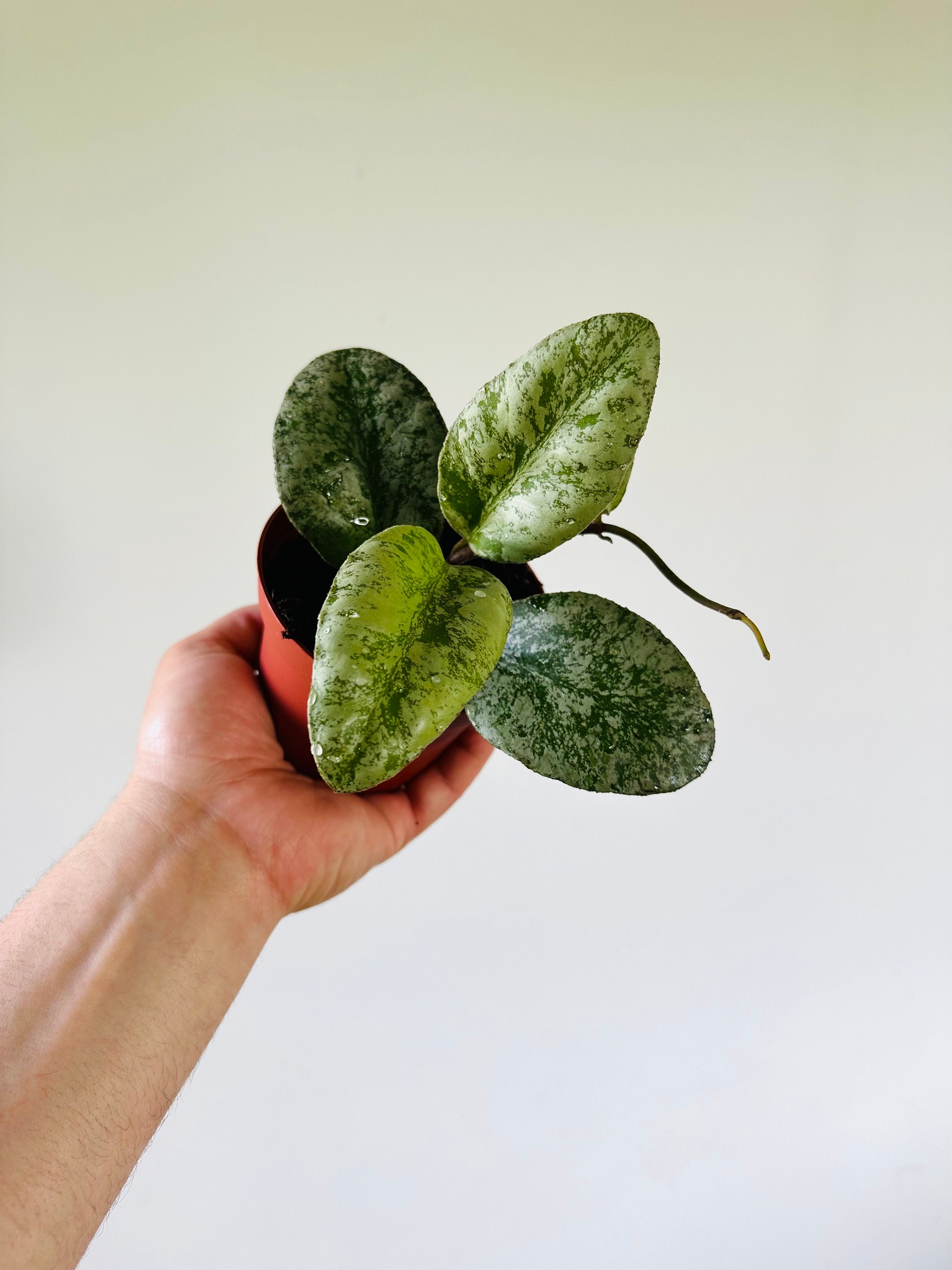 Hoya Waymaniae Cloud Sky - Rare Hoya - Super Splashy Hoya - Fuzzy