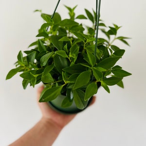 Peperomia Amigo Marcello - Trailing Peperomia - Live Plant in 4&quot; Pot or 6&quot; Hanging Basket