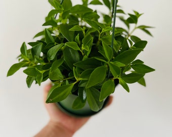 Peperomia Amigo Marcello - Trailing Peperomia - Live Plant in 4" Pot or 6" Hanging Basket