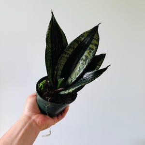 May include: A potted snake plant with dark green, patterned leaves. The plant is in a small, dark green plastic pot. The leaves have a glossy appearance and are held by a person's hand against a white background.