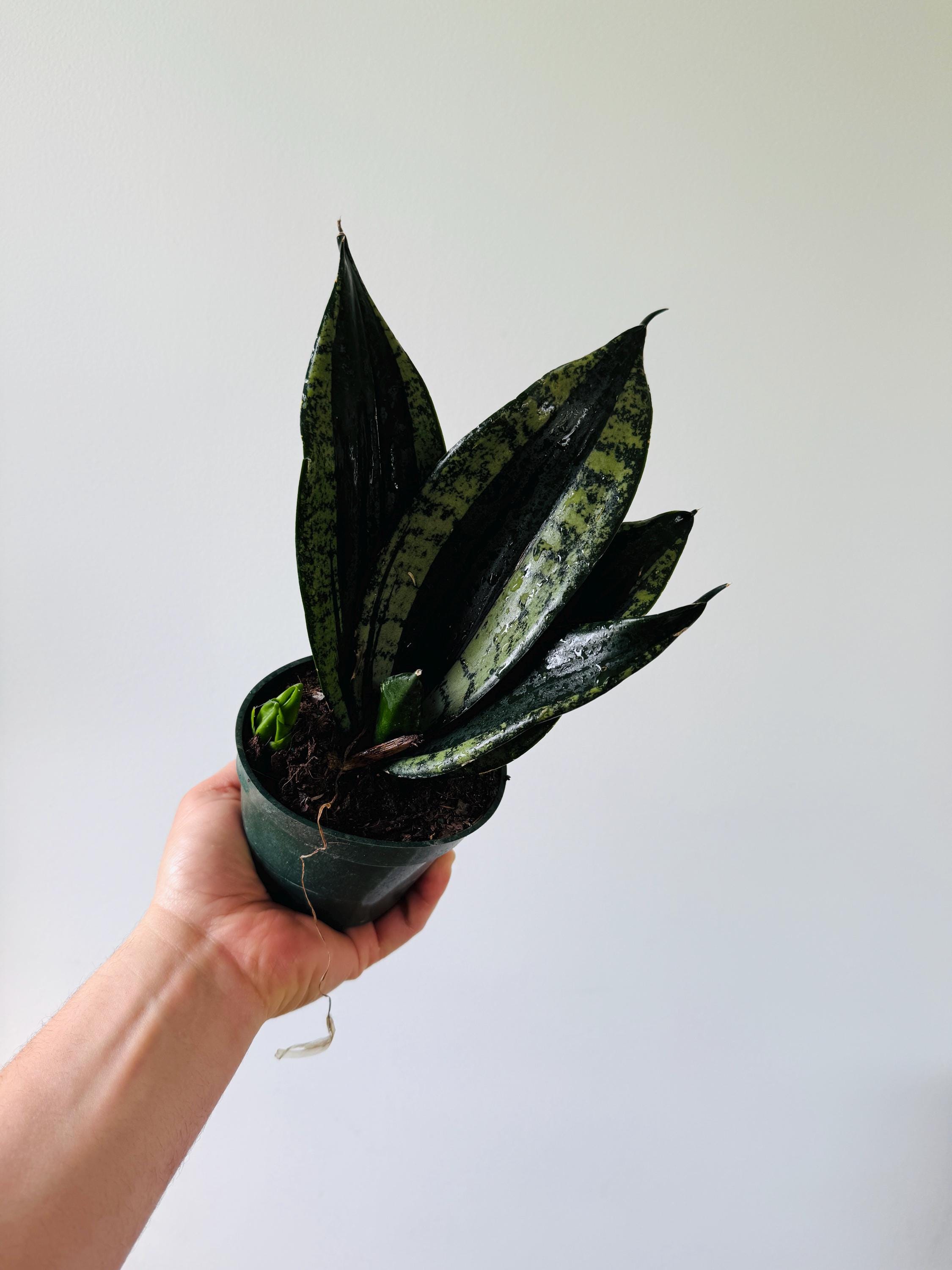 Sansevieria Whitney: Silver Flame Snake Plant in 4