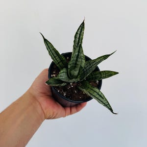 succulent soi Mount Desert Island Blend Organic Cactus & Succulent Mix  Coast of Maine  Organic Products