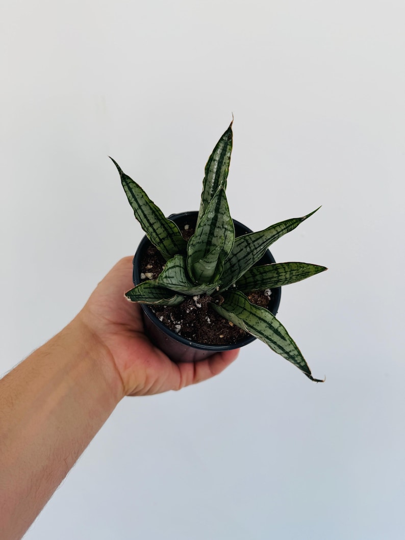 Silver Python Plant Sansevieria White Cordova - Silver Snake Plant - Live Plant in 4” Pot ...