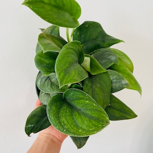 Scindapsus Jade Satin - Rare Scindapsus - Velvet Pothos - Live Houseplant