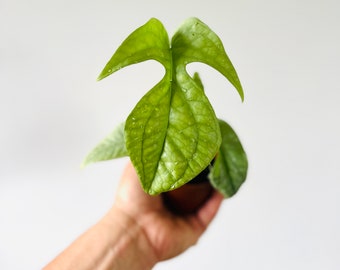 Amydrium Silver - With Large Leaves - Rare Aroids - Live Houseplant in 4” Pots