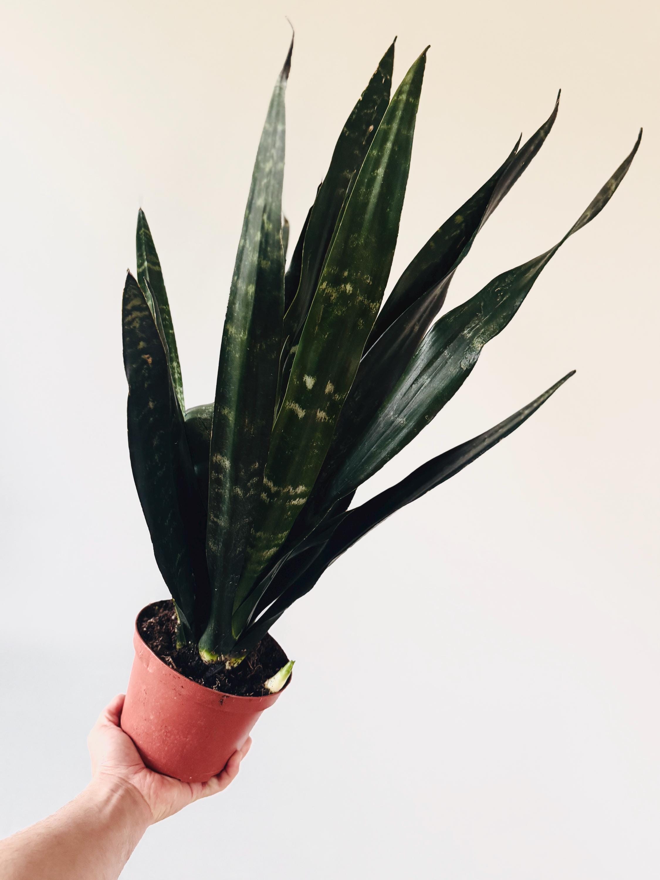 Black Knight Sansevieria: Rare Snake Plant in 6 Pot - Gothic Decor - Etsy